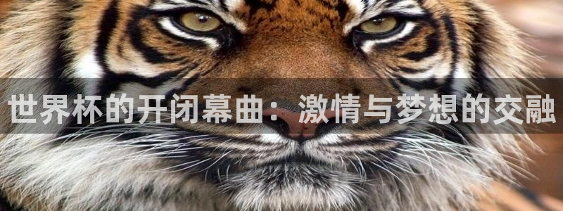 世界杯预选赛2026：世界杯的开闭幕曲：激情与梦想的交融