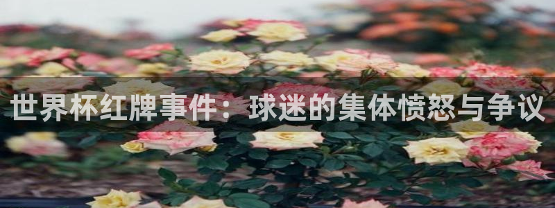 足球世界杯2026年赛程时间表：世界杯红牌事件：球迷的集体愤怒与争议